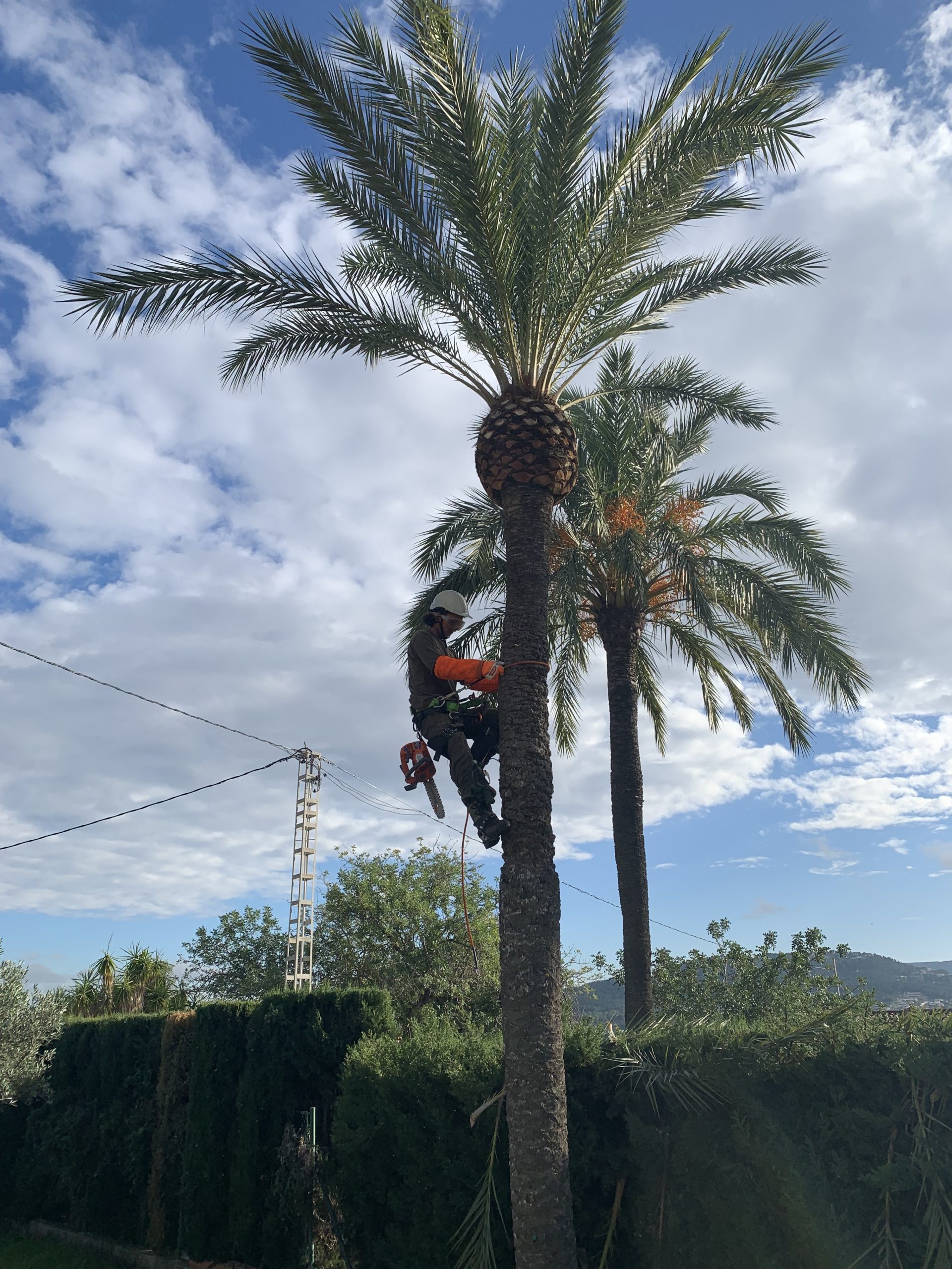 Empresa de jardines y zonas verdes, servicio de mantenimiento integral. Expertos en poda de palmeras en Alicante